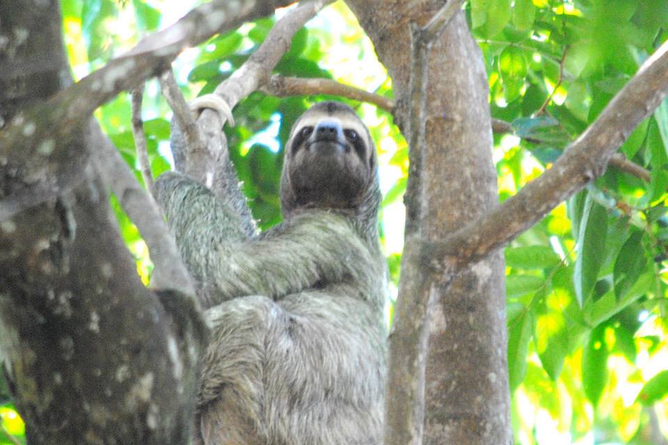 GapYearExperts's tweet image. We hope you've all had a lovely Easter break. Now's the time to get planning your summer adventure with us, spaces available for Madagascar, Namibia and Costa Rica in July. theleap.co.uk/programs/