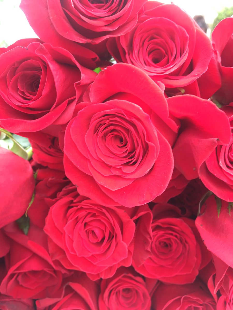 Tanu99ucraina's tweet photo. Feliç Sant Jordi! 🌹❤️
#santjordi2019 #roses #rosasolidaria #solidaritat #ucraina #acollides #familia https://t.co/4qnqDlcxLc