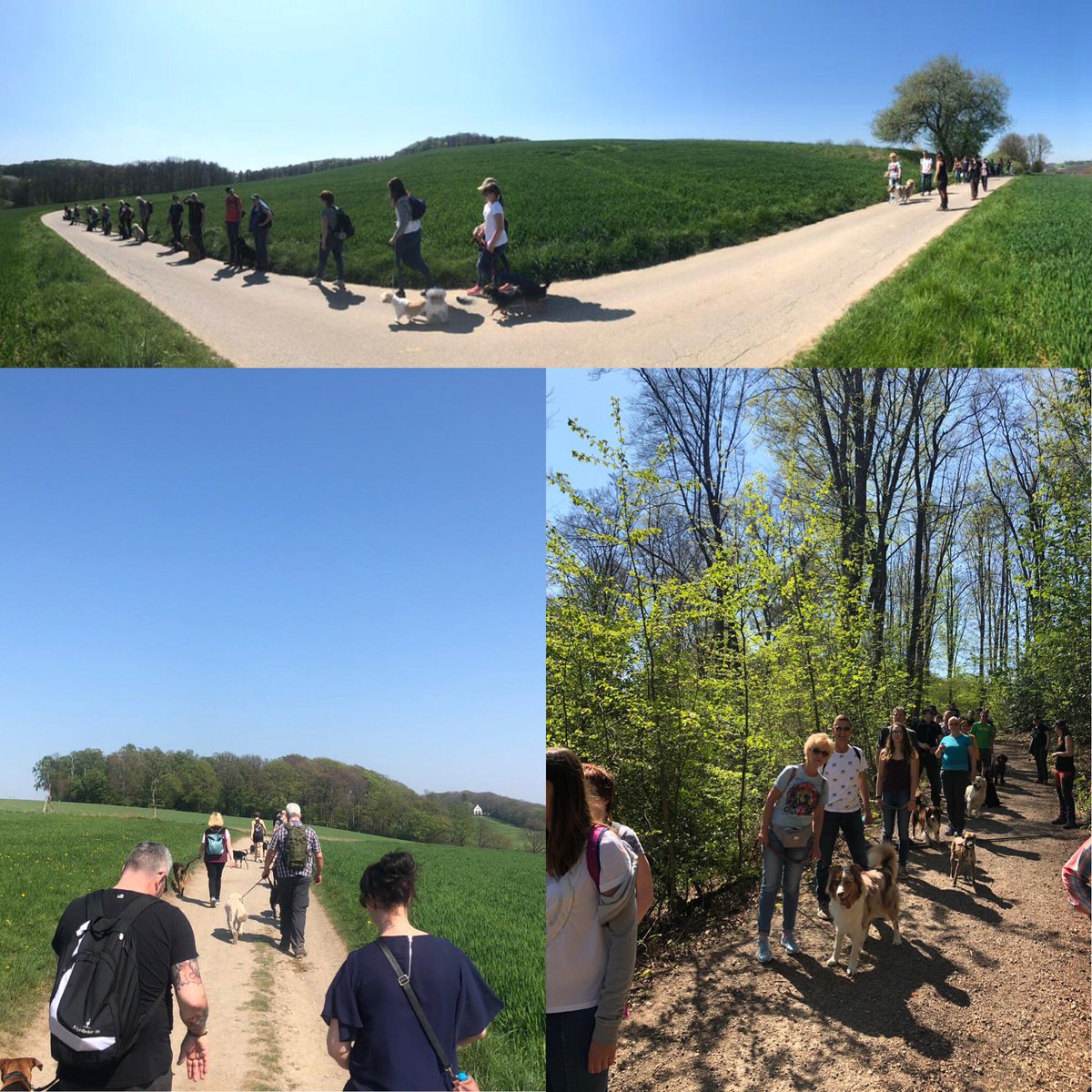 Dogtrekking-Day 2019

Wir bedanken uns bei allen Beteiligten für diese wunderbare Wanderung mit tollen guterzogenen Hunden und für die leckeren mitgebrachten Köstlichkeiten fürs Osterfeuer-Buffet.

Danke ❤️

instagram.com/p/Bwl8ZO-BJwg/…