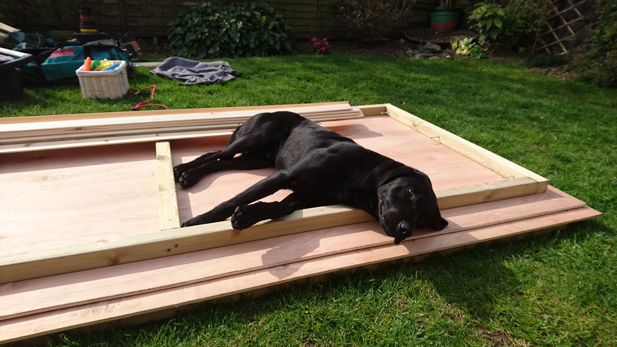 fisherchiller's tweet photo. Back at it today....
But what a weekend! #easterweekend #scorcher #timeforDIY #shedbuilding #dognohelpatall #perfectspotforsunbathing #itsadogslife #workingdog #blacklab #labsoftwitter #wingman https://t.co/6chQsKai01