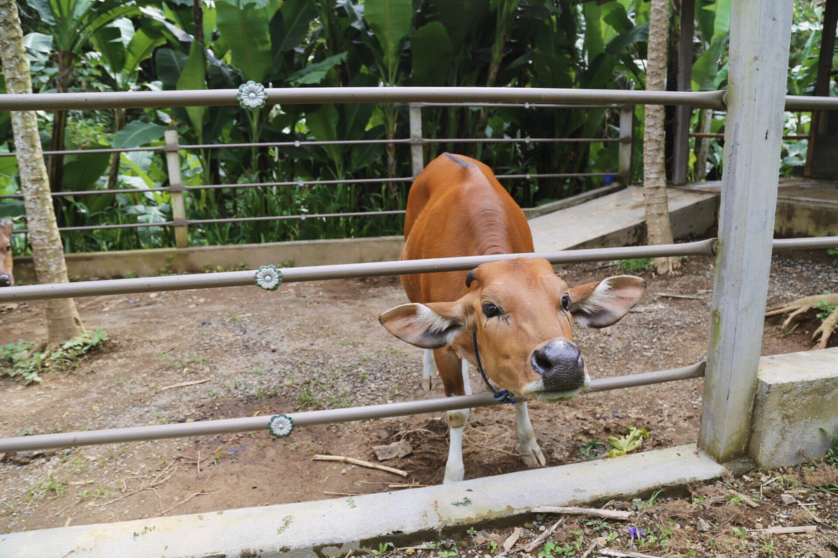 PadmaUbud's tweet photo. Our four-legged friend Kimi is eager to say hello to you today at the Animal Garden! 

#padmaubud #padmahotels https://t.co/VL2ujUWFME