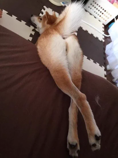 セクシーすぎる犬発見wwwポージングが神がかってるwww