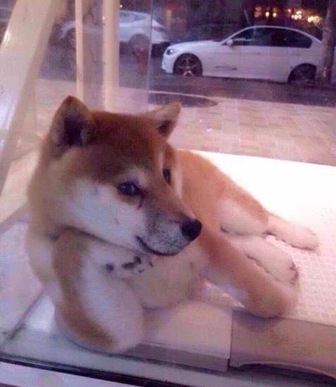 セクシーすぎる犬発見wwwポージングが神がかってるwww