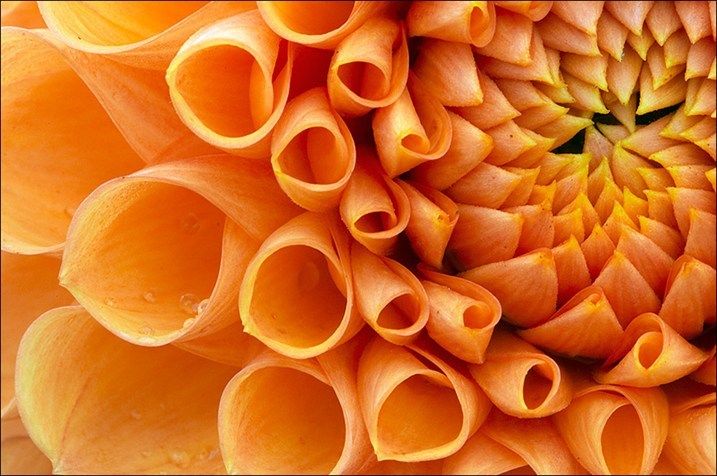 plantae_org's tweet photo. Tips for Taking Better Flower Photos: https://t.co/QLJ0urAGh1 π· π· π #plantsc #photography https://t.co/hDjpRilQb4