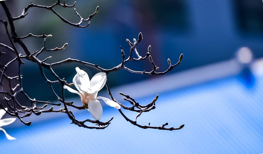 이랬다 저랬다
선택이 오락가락 하거나
우유부단한 것은
욕심이 있기 때문입니다.
욕심은 둘 모두를
가지려고 할 때 입니다.
세상에는 둘 모두를
가질수는 없습니다.
최우선 가치 하나만
딱 생각하고 선택해야 합니다.
그리고 그 선택에 대한
책임을 자기 자신이
전적으로 져야 합니다.
-한봉주1-