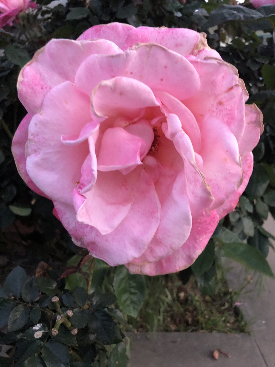 RobertGuardiola's tweet image. Roses in bloom 😊