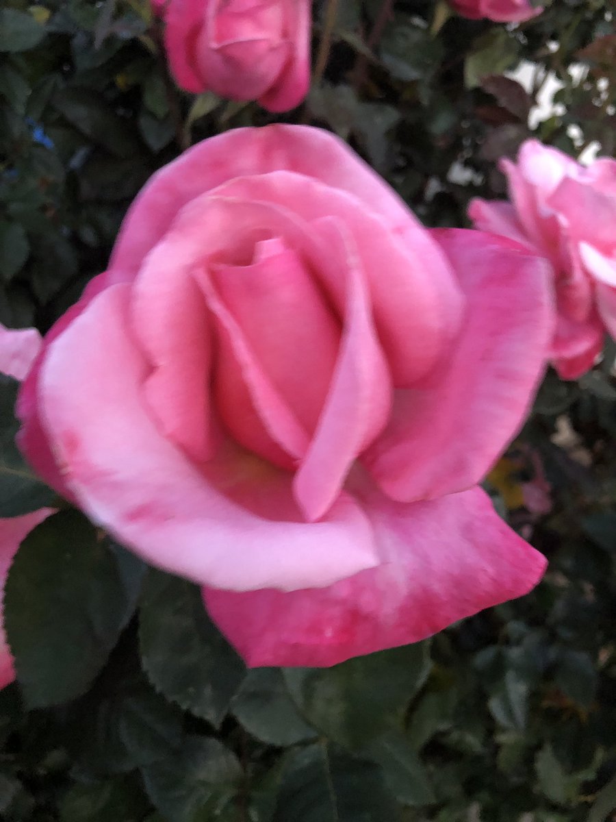 RobertGuardiola's tweet image. Roses in bloom 😊