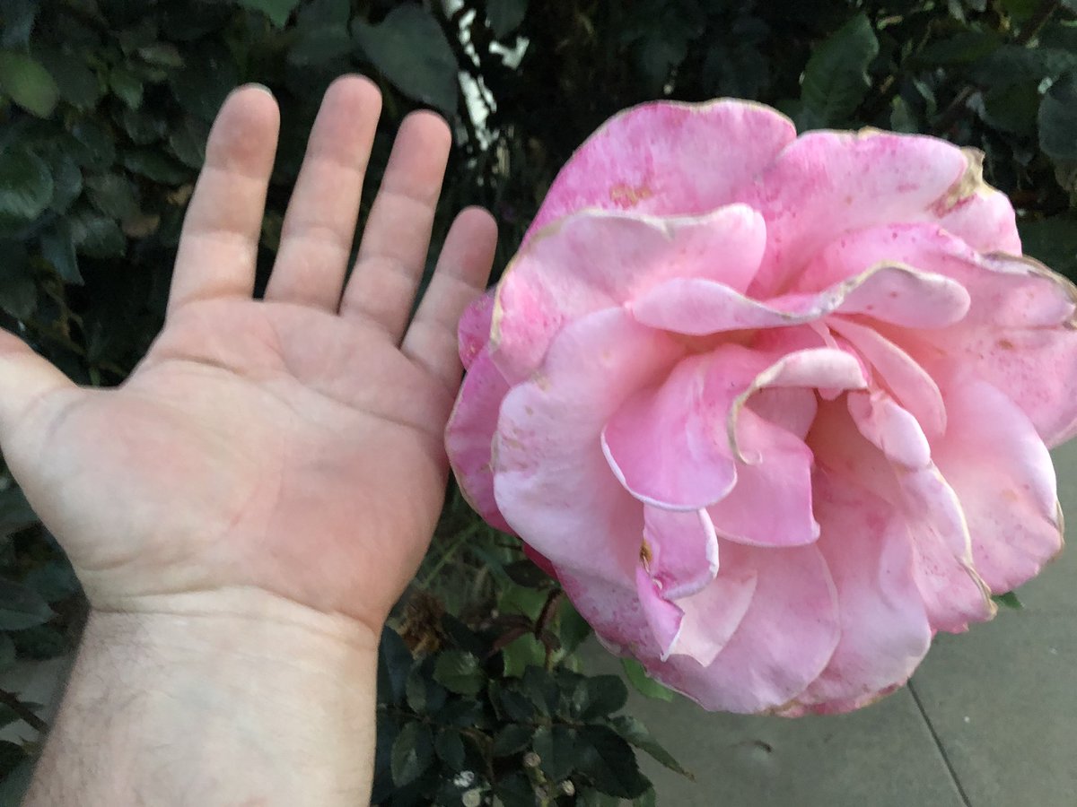 RobertGuardiola's tweet image. Roses in bloom 😊