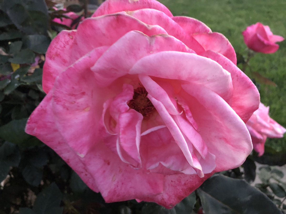 RobertGuardiola's tweet image. Roses in bloom 😊