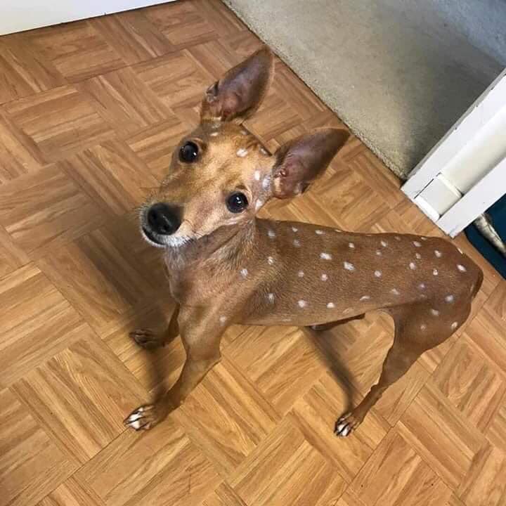sellin dis deer, he bout 4 months. he sometimes barks but dats cus he bilingual. hmu for prices π―