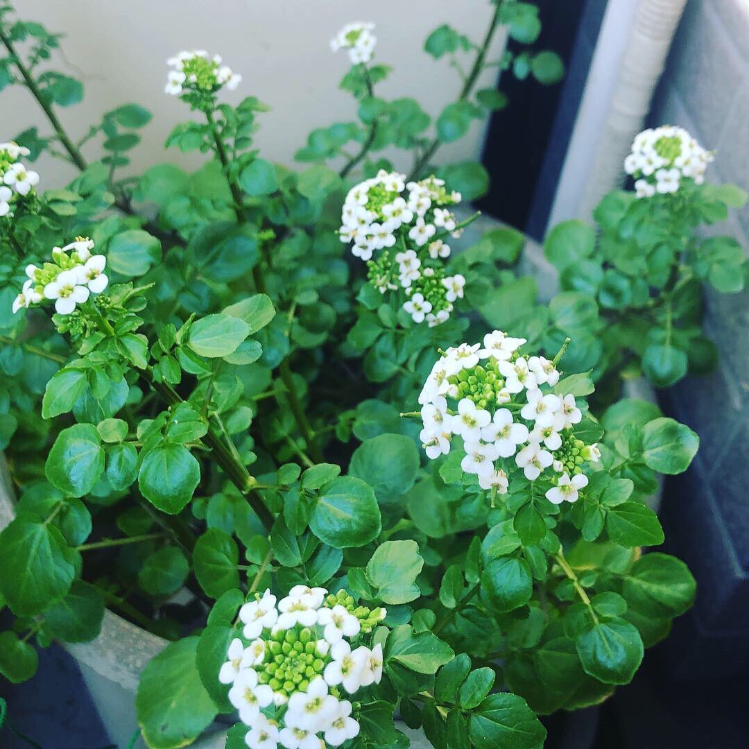 タツ バケツのミニ田んぼ 荒木田土 で水耕栽培しているクレソンの花が 咲き乱れている 家庭菜園 クレソンの花