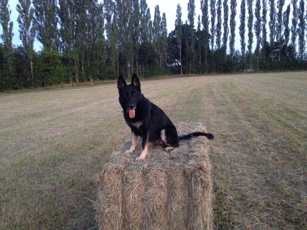 PSOSDogs's tweet image. How's this for a #TongueOutTuesday 
PD Bodie's handler traced his mum who was a brood bitch for Met Dogs, his sister #PDChase and his brother #PDBlake both serving with @MetTaskforce and then last photo our own #PDBodie 
#FamilyTree
#BeautifulFamily 
#PoliceDogsOfTwitter 
😍🐕🐾