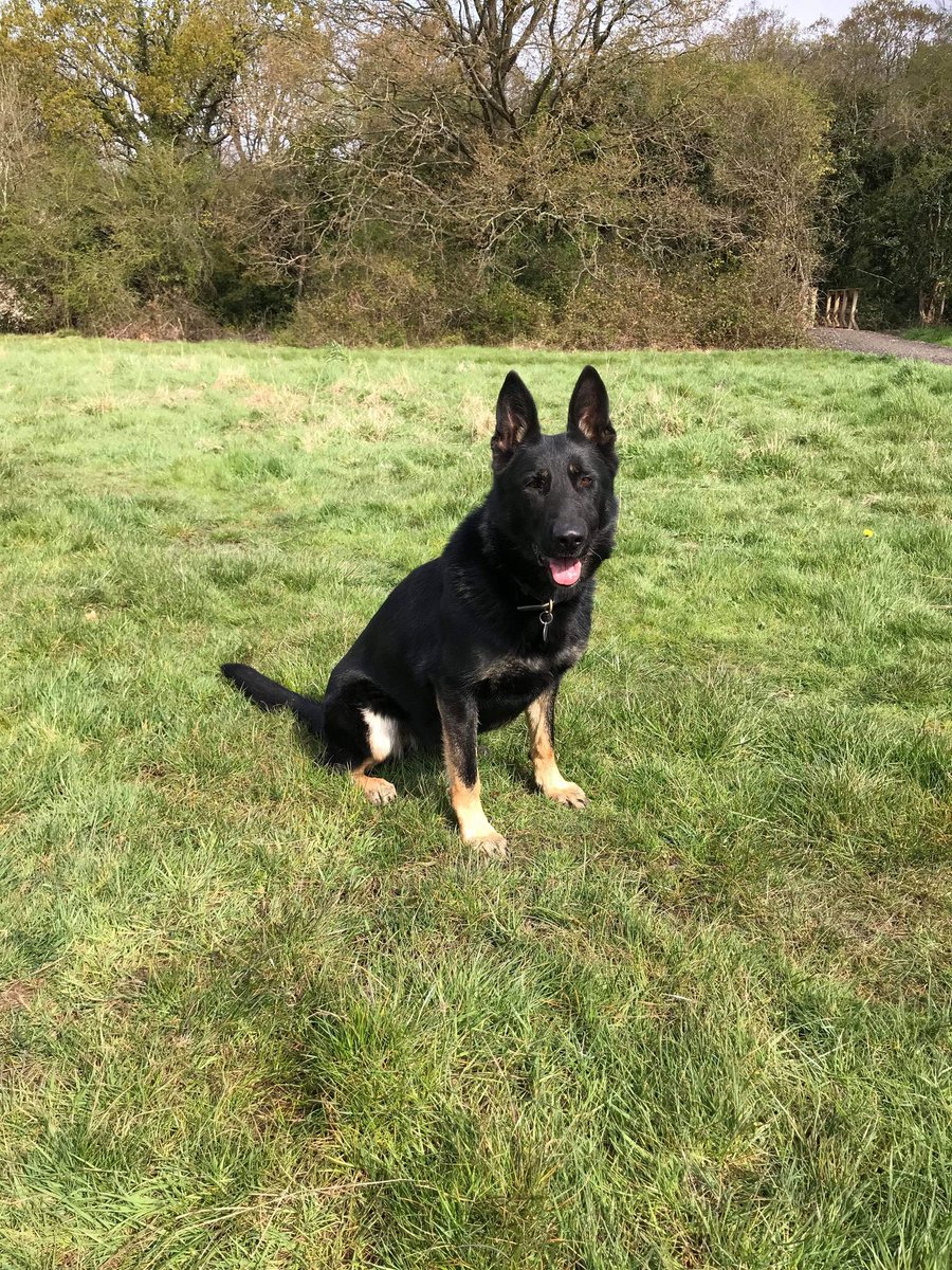 PSOSDogs's tweet image. How's this for a #TongueOutTuesday 
PD Bodie's handler traced his mum who was a brood bitch for Met Dogs, his sister #PDChase and his brother #PDBlake both serving with @MetTaskforce and then last photo our own #PDBodie 
#FamilyTree
#BeautifulFamily 
#PoliceDogsOfTwitter 
😍🐕🐾
