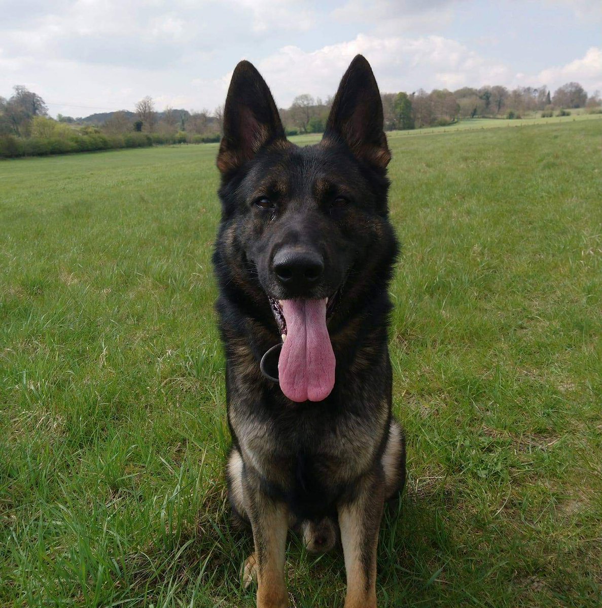 PSOSDogs's tweet image. How's this for a #TongueOutTuesday 
PD Bodie's handler traced his mum who was a brood bitch for Met Dogs, his sister #PDChase and his brother #PDBlake both serving with @MetTaskforce and then last photo our own #PDBodie 
#FamilyTree
#BeautifulFamily 
#PoliceDogsOfTwitter 
😍🐕🐾