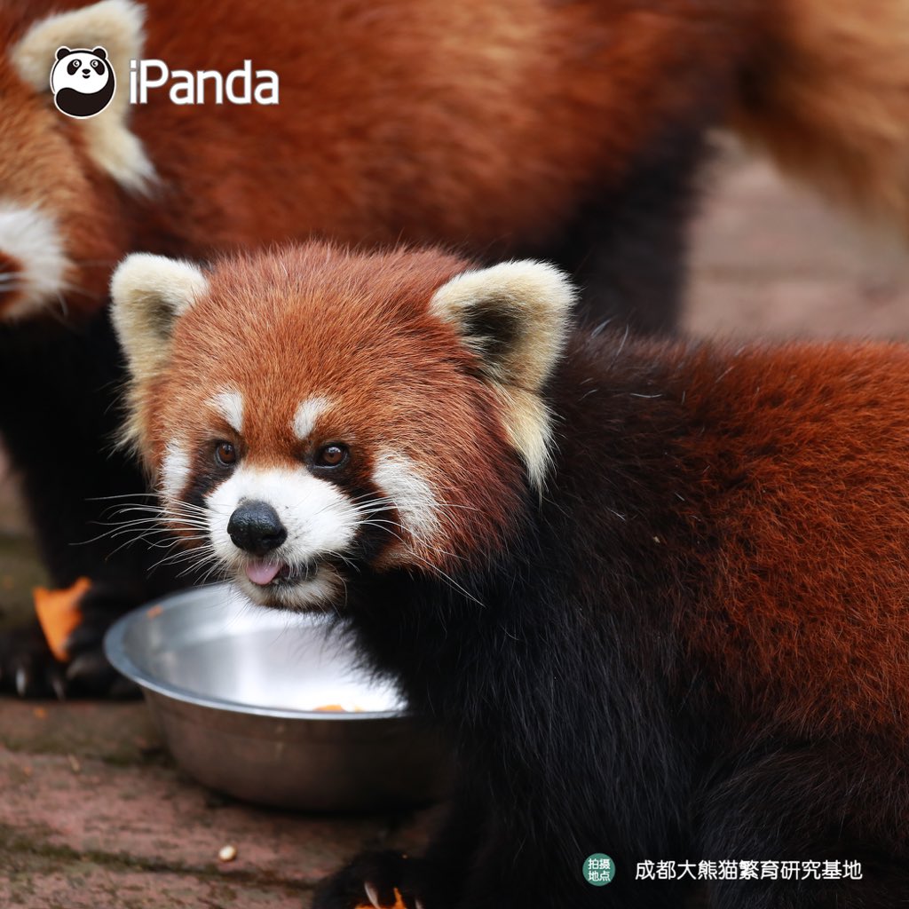 ipandacom's tweet photo. It is difficult to make a choice between pumpkins and bamboo shoots. So, I would like to choose both of them!
筍，我所欲也；南瓜，亦我所欲也。要南瓜也要筍筍者，小熊貓是也！
#panda #giantpanda #animal #pet #adorable #China #travel #ipanda #cute #Sichuan #animalphotography https://t.co/YwtCRvXfXc