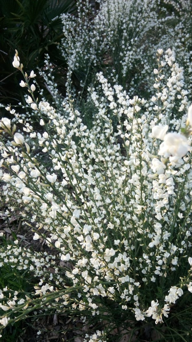 Soul_verse's tweet photo. In the midst of
wild flowers,
Smiling daintily,
pink &amp; white..

Summer breeze
&amp; misty showers,
A bliss to treasure,
pretty sight..

Sensuous dalliance
of nature empowers,
Rejuvenates soul,
young &amp; bright..

#DimpleVerse
#mondayprompt https://t.co/lMQCJZ13cj