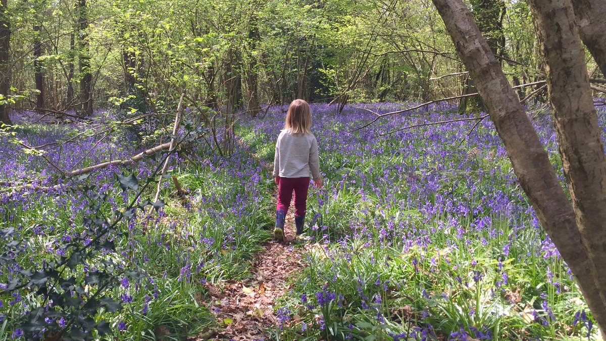 dorsetwildexpl's tweet photo. A wonderful Easter visit to @DorsetWildlife Ashley Woods to see the bluebells and wood anemones. Endless flowers and no other visitors, just perfect! #dorset #naturefamilies #wildkids #playoutside #bluebell https://t.co/cWDn1odr9B