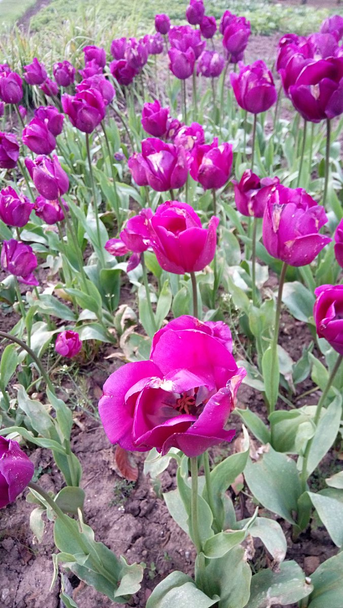 Soul_verse's tweet photo. In the midst of
wild flowers,
Smiling daintily,
pink &amp; white..

Summer breeze
&amp; misty showers,
A bliss to treasure,
pretty sight..

Sensuous dalliance
of nature empowers,
Rejuvenates soul,
young &amp; bright..

#DimpleVerse
#mondayprompt https://t.co/lMQCJZ13cj