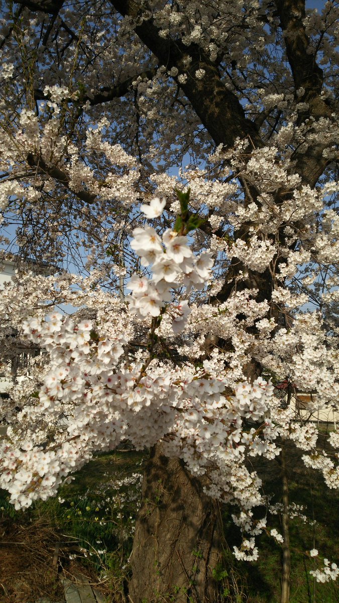 ACURA1025's tweet photo. 満開🌸 https://t.co/2bCBiWEb1l