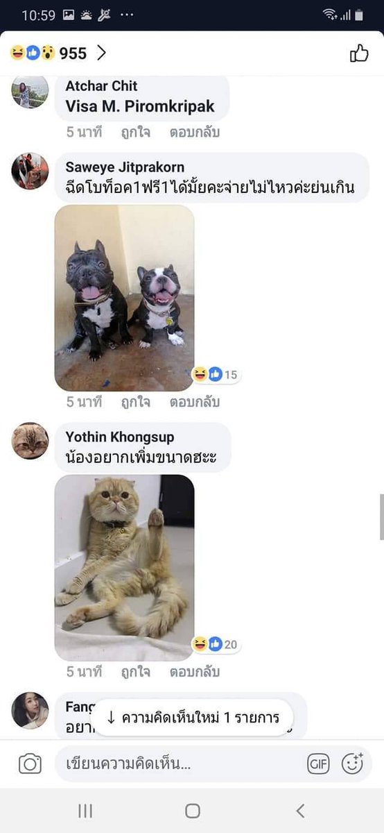 QueenXinee's tweet photo. มีคนไปโฆษณาศัลยกรรมในเพจหมา แล้วดูคอมเม้น 5555555555555555 https://t.co/gpgXgWmDmH