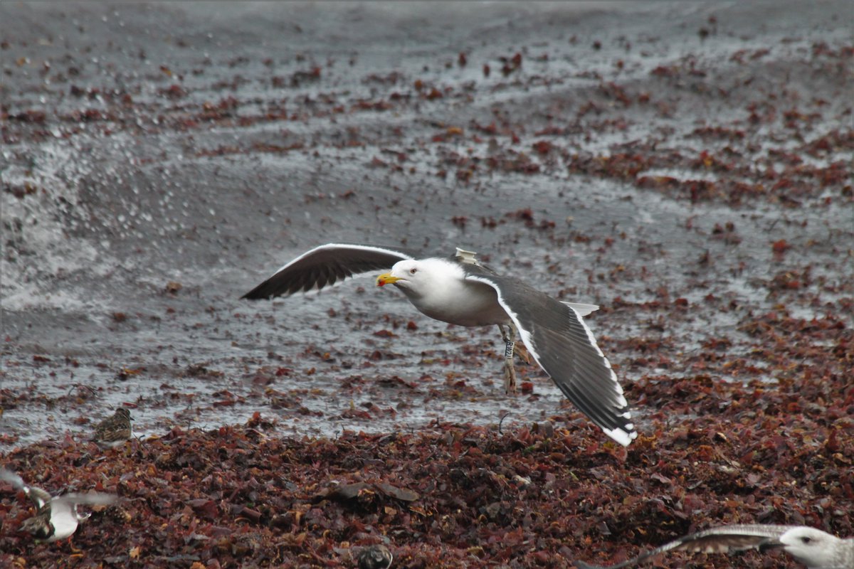 Do you want to make your life easier using #biologging data? 

Follow that link forms.gle/yQtGifEEYKmXqM… to help us understanding issues encountered in #movementecology ! #telemetry #animaltracking #animalmovement #animalbehavior #birdtracking