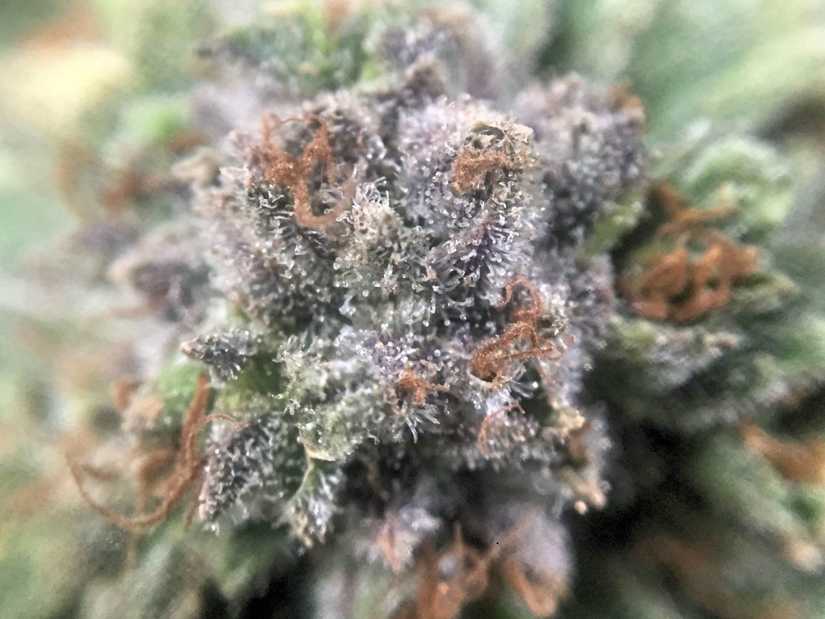 AZtech2015's tweet photo. Customer 📷photos of some Aztech💚 Genetics White Sugar OG buds on chop day ✂️.                         #aztechgenetics #aztechsmokeshop #ukcsc #whitesugarog #macro #cannabis https://t.co/keyEmHW1UX