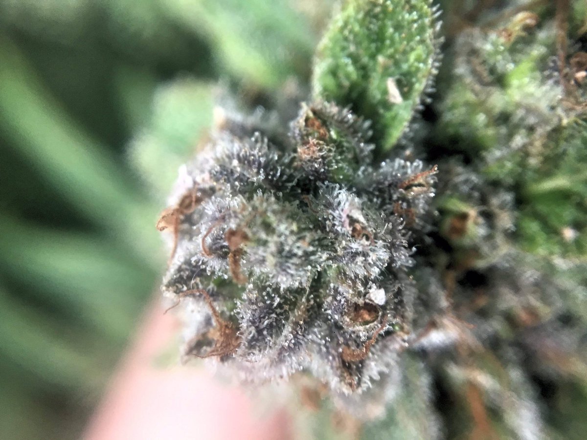 AZtech2015's tweet photo. Customer 📷photos of some Aztech💚 Genetics White Sugar OG buds on chop day ✂️.                         #aztechgenetics #aztechsmokeshop #ukcsc #whitesugarog #macro #cannabis https://t.co/keyEmHW1UX