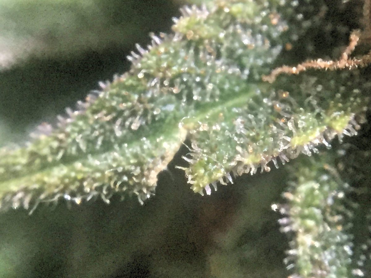 AZtech2015's tweet photo. Customer 📷photos of some Aztech💚 Genetics White Sugar OG buds on chop day ✂️.                         #aztechgenetics #aztechsmokeshop #ukcsc #whitesugarog #macro #cannabis https://t.co/keyEmHW1UX
