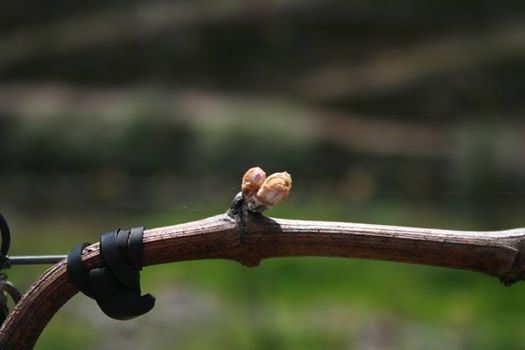 Sogevinus Fine Wines tweet media