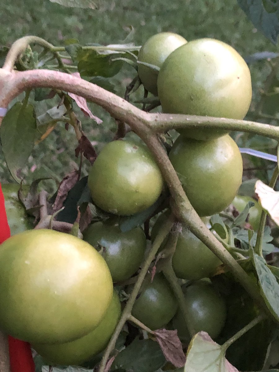 nickya73's tweet photo. I have a tomato plant absolutely groaning with green tomatoes that refuse to ripen. I need tips for how to make tomatoes ripen or recipes for green tomatoes. Ready and go! #friedgreentomatoes #whistlestopcafe #gardenerstips #recipesplease 🍅🍅🍅 https://t.co/VblG8t6eSd