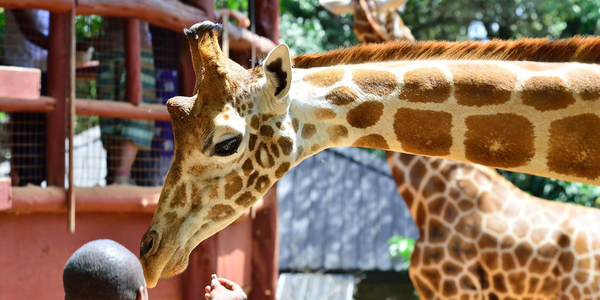 InsideSafari's tweet photo. #GiraffeCenter  was founded in 1978 to save the endangered #RothschildGiraffe.  #KarenBlixenMuseum, the farm house where the Author of the book #OutofAfrica” lived. #Kenya🇰🇪  #TuesdayThoughts #InsideKenyaSafaris https://t.co/bINy7w5zPX https://t.co/EG79g28k9F