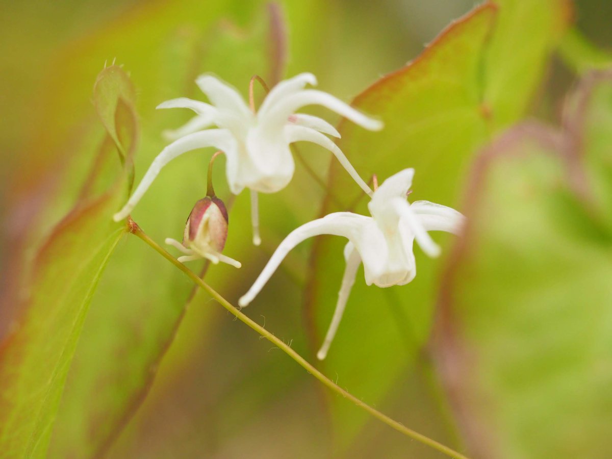 Takao こんにちは イカリソウの花言葉 そうなんですか 希望を持って進みます ありがとうございます O