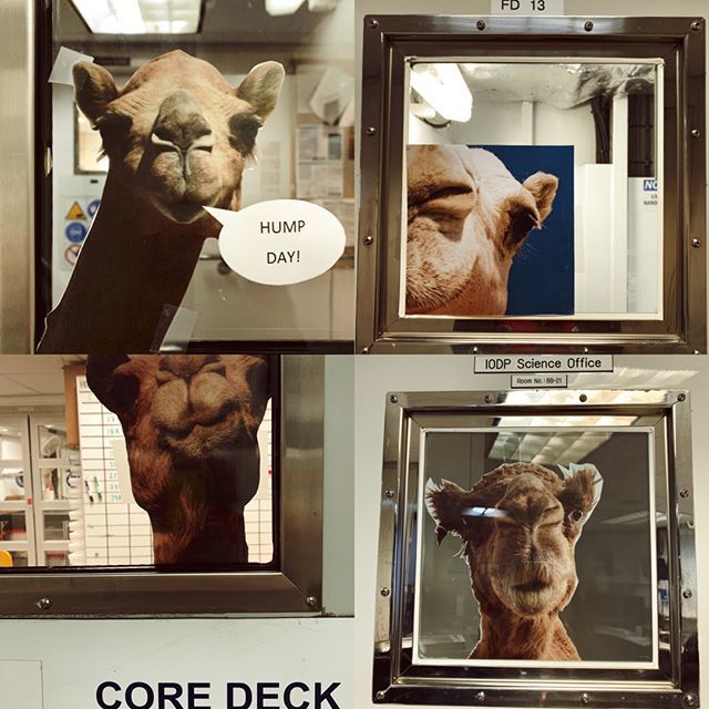 moraymo's tweet photo. When you spend 8 weeks at sea working a 12-hour shift 7-days a week, #humpday is a welcome diversion. 1 month to go! I miss my dog. #SouthernOcean #TheJR #JoidesResolution #researchvessels #IcebergAlley #Exp382 #adventurescience #IODP #Earthsecrets #s… https://t.co/WbkjtXfgQ3 https://t.co/fSecvgUFLW