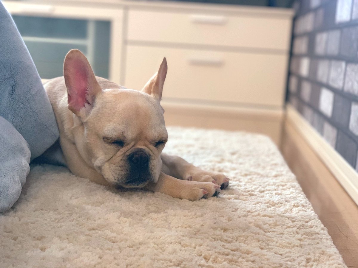 フレンチブルドッグの うに 初めまして フレンチブルドッグの うに と申します 皆さま 宜しくお願い致します 初ツイートはチャーミングポイントの寝顔からスタートです