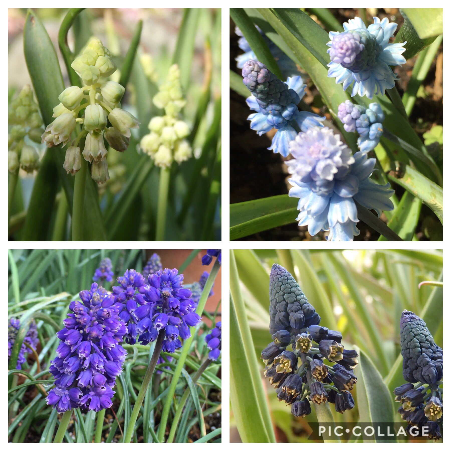 Hydrospike Rt Yukitubaki21 私のムスカリコレクション全12品種 ムスカリ 花コレクション 球根 春の花 庭の花 Gardening Springflowers アズレウム ムスカリ八重咲き ムスカリピンクサンライズ T Co Uglzx5gqin Hydrospike Rt Yukitubaki21 私のムスカリコレクション全12品種 ムスカリ 花コレクション 球根 春の花 庭の花 Gardening Springflowers アズレウム ムスカリ八重咲き ムスカリピンクサンライズ T Co Uglzx5gqin