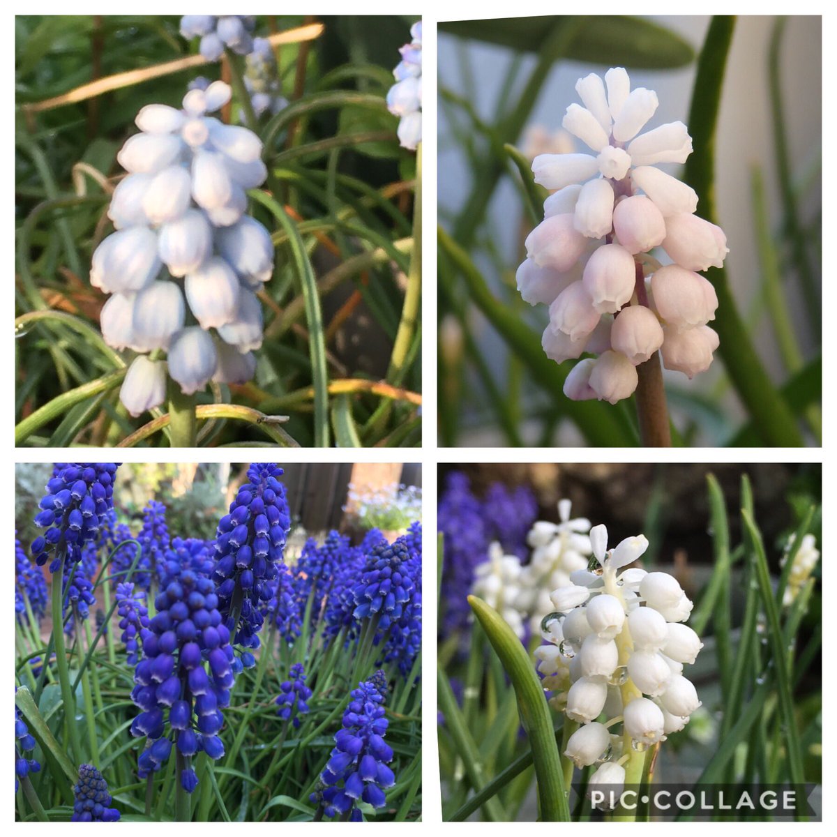 Hydrospike A Twitter Rt Yukitubaki21 私のムスカリコレクション全12品種 ムスカリ 花コレクション 球根 春の花 庭の花 Gardening Springflowers アズレウム ムスカリ八重咲き ムスカリピンクサンライズ T Co Uglzx5gqin Hydrospike A Twitter Rt Yukitubaki21 私のムスカリコレクション全12品種 ムスカリ 花コレクション 球根 春の花 庭の花 Gardening Springflowers アズレウム ムスカリ八重咲き ムスカリピンクサンライズ T Co Uglzx5gqin