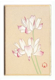 日本の誕生花 ４月２３日の誕生花 紫雲英 げんげ 花言葉 幻の 春陽を浴びて見渡す限り一面に咲くのを たなびく紫雲と感じた命名者の感性には頭が下ります 蓮華草ともよばれ 田起こし前の田んぼに群生しているのが誰もの記憶にある景色でしょう