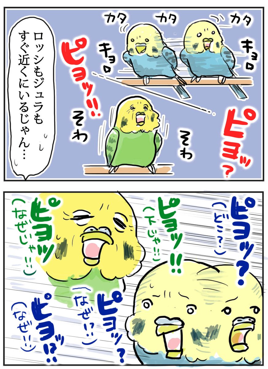 ブログ更新しました!見てね
今だから言える、老鳥ズのいけない秘密…?
https://t.co/P1HG7XU7hS
いやー…無理でした…
#老鳥ズ #老鳥 #セキセイインコ #育児漫画 