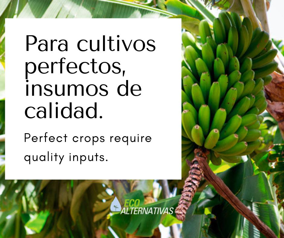 AlternativasEC's tweet photo. Are you looking for healthy soil and crops?

Only with EcoAlternativas' products.

Contact us!

#bio #agro #organic https://t.co/xI1bAABQpE