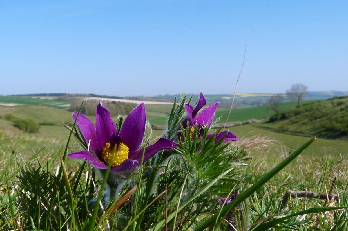 Popping in to #Twitter briefly to share a rather lovely, wild, Pasque Flower in its @LincsWoldsAONB home a couple of days ago. The name refers to its Easter flowering habit. Warm #Springtime wishes to everyone 😊💚🐣🌼💚🕊✨ <a href="/LincsWildlife/">Lincs Wildlife Trust</a> <a href="/LincsSkies/">Lincolnshire Skies</a> <a href="/LincsNaturalist/">LNU</a>