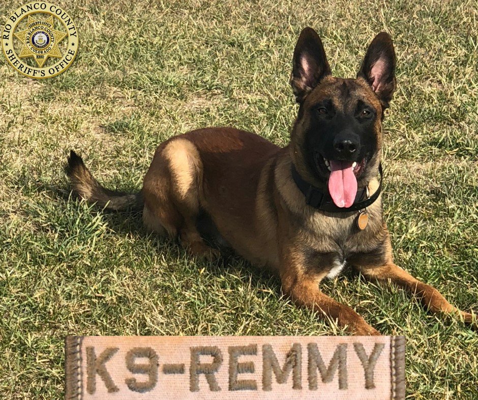 RBSODISPATCH's tweet photo. K-9 deployment benefits Rio Blanco County
K-9 Remmy, handler Deputy Davon Smith and his colleagues have been able to remove methamphetamine, cocaine and illegal possession of weapons out of Rio Blanco County. K-9 Remmy’s first day was February 1, 2019 https://t.co/389oCkRqGD