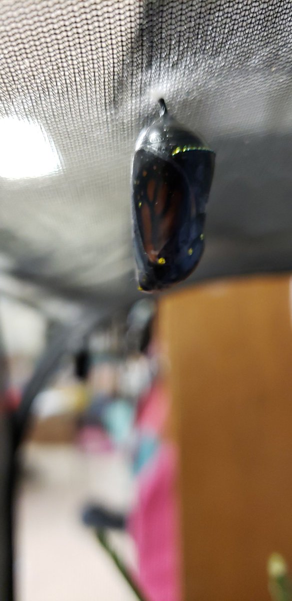 HambysHive's tweet photo. This #monarch #butterfly has been showing off for the students since is was a larva (caterpillar.) First, they got to see it form its pupa (#chrysalis) and today they got to watch it emerge! Can't wait to release it into our @Travis_SMCISD butterfly garden! #HambysHive https://t.co/TvomRCrPrd