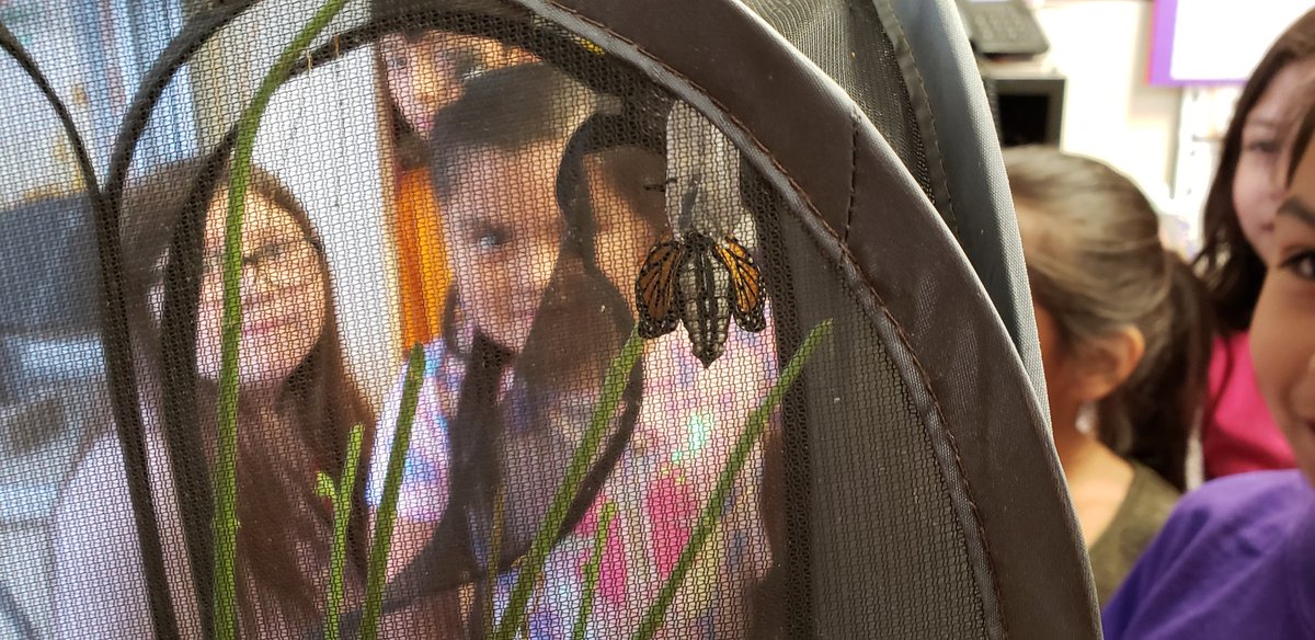 HambysHive's tweet photo. This #monarch #butterfly has been showing off for the students since is was a larva (caterpillar.) First, they got to see it form its pupa (#chrysalis) and today they got to watch it emerge! Can't wait to release it into our @Travis_SMCISD butterfly garden! #HambysHive https://t.co/TvomRCrPrd