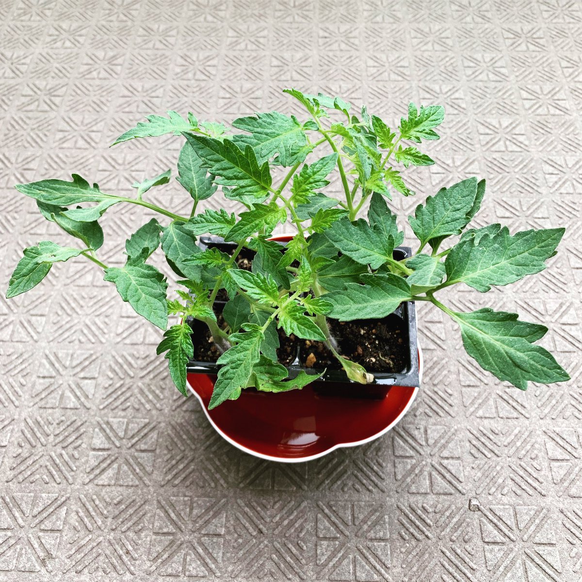 きょーこ トマトの苗を頂いたので 今年も大好きなコンビニのお母さんにお届け 今回は私も人生初のトマトを育てることに 枯らさないように頑張ります 猫様は相変わらず面白くて可愛いです トマト 家庭菜園 凛々子 ベランダ菜園 猫 箱入り娘 きょーこ トマトの苗を頂いたので 今年も大好きなコンビニのお母さんにお届け 今回は私も人生初のトマトを育てることに 枯らさないように頑張ります 猫様は相変わらず面白くて可愛いです トマト 家庭菜園 凛々子 ベランダ菜園 猫 箱入り娘