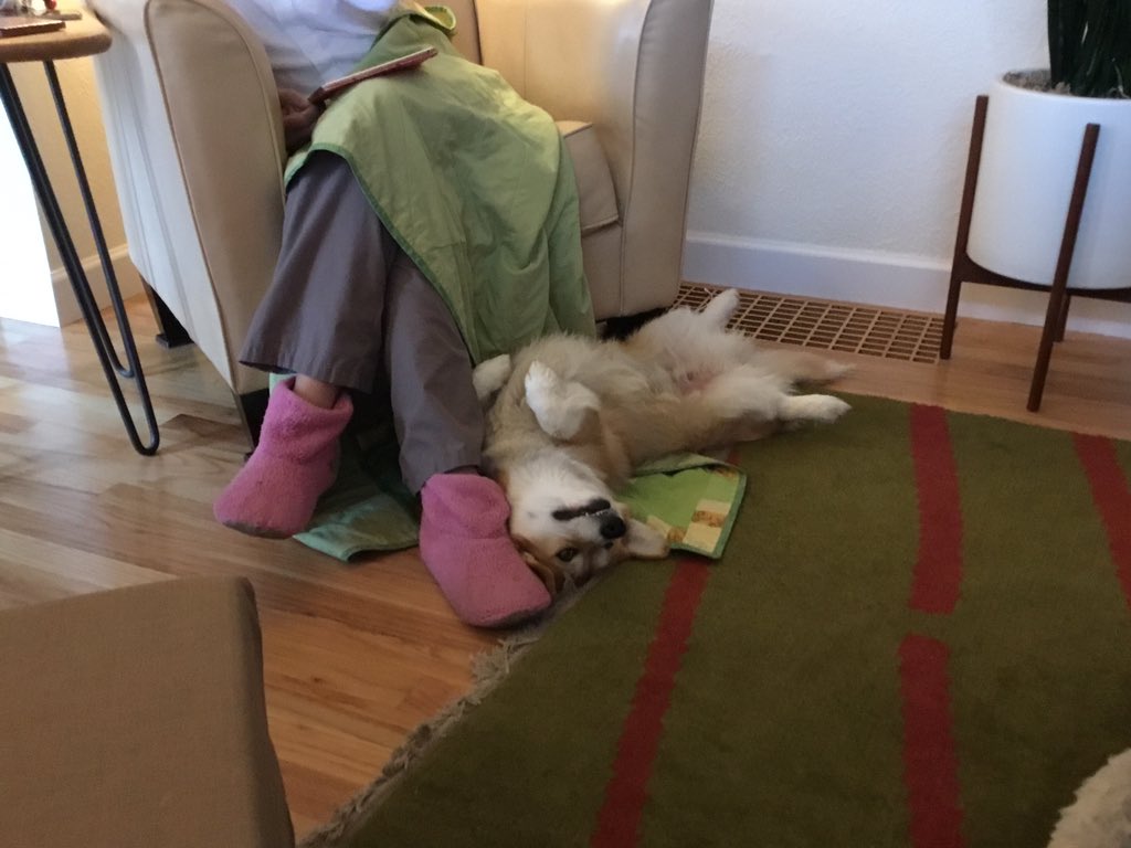 TheWelshcorgi's tweet photo. #corgidown https://t.co/85kcQgQ8Ah