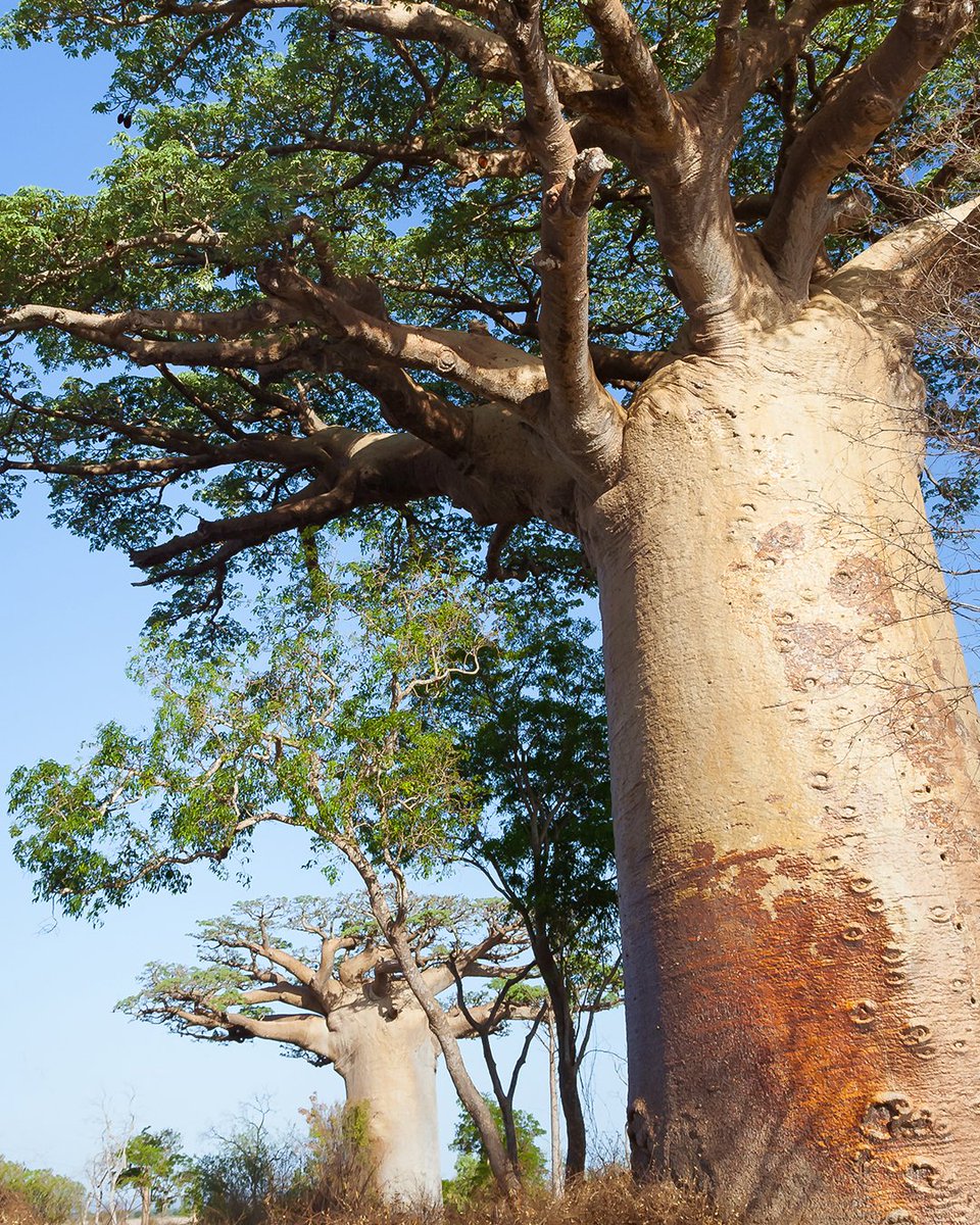 UK_Arbonne's tweet photo. You wouldn’t think a tree would be good for your hair, but the baobab tree has been studied to increase hair strength, and help repair damage by nourishing hair with essential moisture. Find sustainably sourced baobab in True Hair!
#Arbonneuk #TrueHair #BaobabTree #Sustainable https://t.co/EWa9mPVbDs