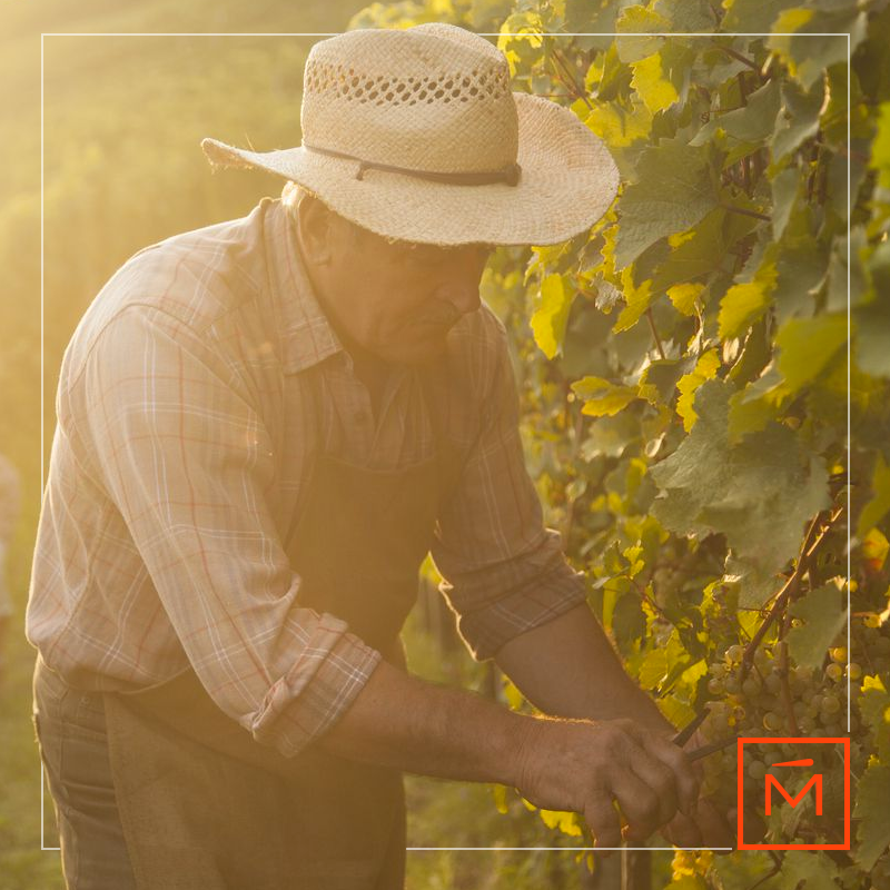 Conocemos la importancia de estar en armonía con el medioambiente. Es por ello que estamos enfocados en implementar prácticas sustentables en beneficio de nuestro entorno. 

#EspírituPionero #Pioneering Spirit #Vino #ChileWines #Sustentable