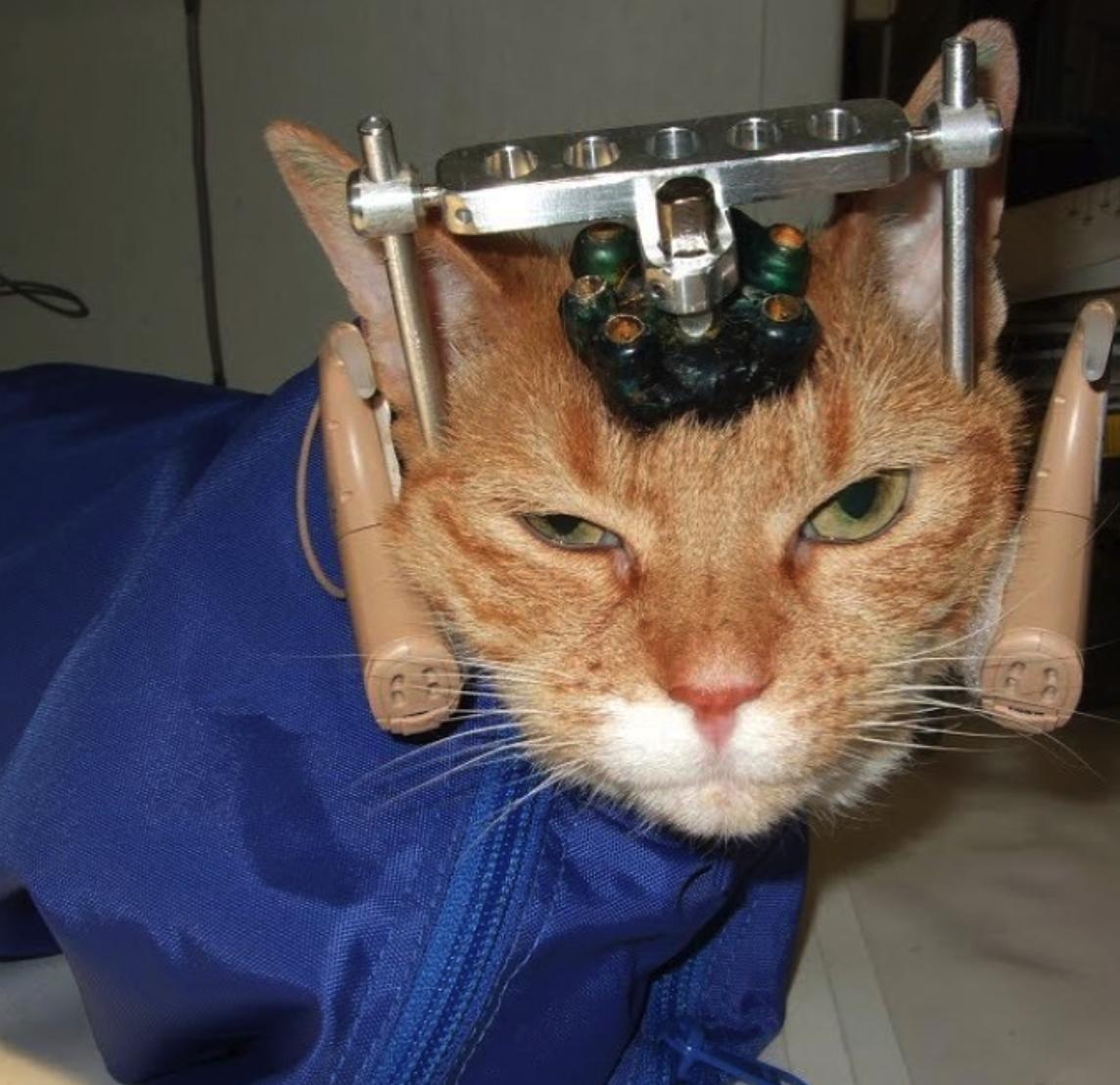 PETA_Latino's tweet photo. En este momento, millones de animales están en laboratorios siendo torturados en experimentos violentos. Los experimentadores infligen un dolor horrible a los animales antes de matarlos, y los resultados RARAMENTE son aplicables a los humanos. #WW4AIL 💔 #StopTestsOnAnimals https://t.co/dxhYSnakf5