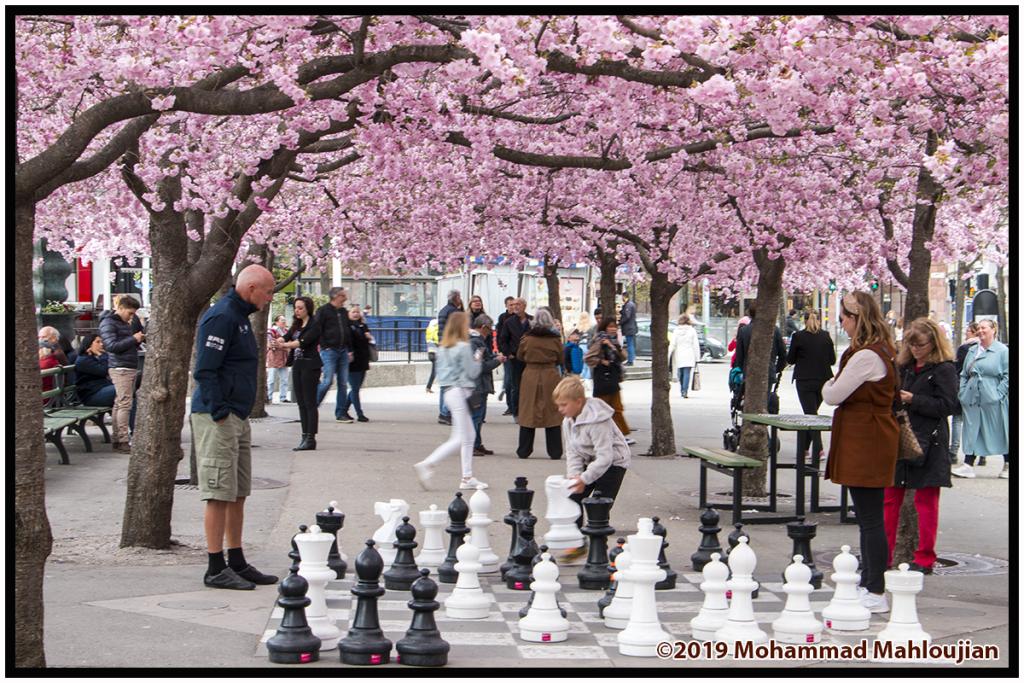 PhotoAmirAll's tweet photo. #Cherryblossom
#CanonSweden #CanonSverige #CanonFavPic #CanonFavPhoto #CanonUSAImaging #digitalps #canonphotography
#AP_Magazine #Sweden #Stockholm #Sverige #NatGeo #NatGeoPhotos #Photographer #Photography
#BeautifulStockholm… https://t.co/QdZD5kGlyy https://t.co/k9aSUXG9ne