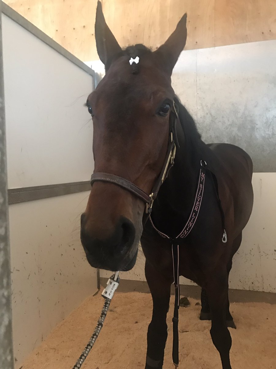 LinnAndersson82's tweet photo. Jahapp. En ny sak att prova: på trav med TRE! #Silver (halvsur) #Coldis (extreme close up) #Charmis (rumpan) @ Årjäng https://t.co/YG0HVqLDsR